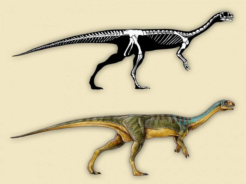 Robbie Barrera nos explicó todo sobre el “Chilesaurus”, el fósil de dinosaurio encontrado en Chile que reescribe la historia jurásica