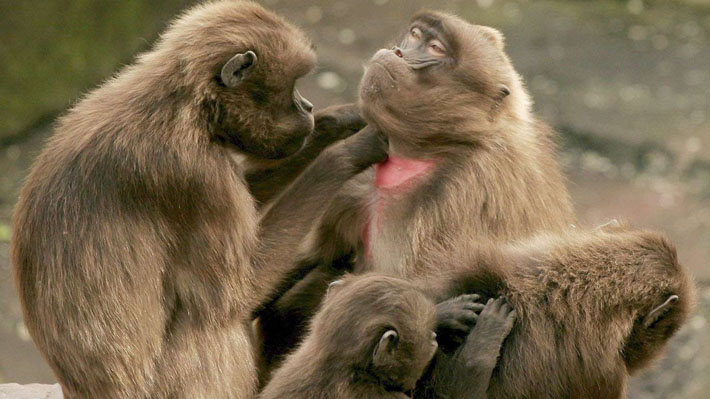 ¿Llegará la viruela del mono a Chile? la Viróloga Mónica Acevedo despejó dudas en La Hora del Taco