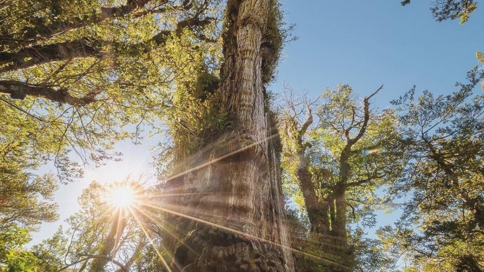 En la Hora del taco conversamos con Jonhatan Barichivich, investigador que calculó la edad del árbol más antiguo del mundo