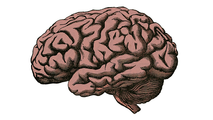 ¿Por qué hace 3.000 años nuestro cerebro era más grande? El neurocientífico Pedro Maldonado lo explicó en la Hora del Taco
