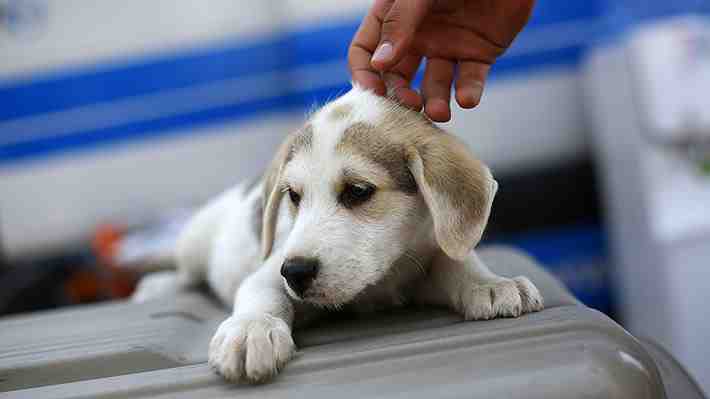 Mascotas de asistencia emocional: Psicólogo canino habla sobre esta tendencia terapéutica en alza
