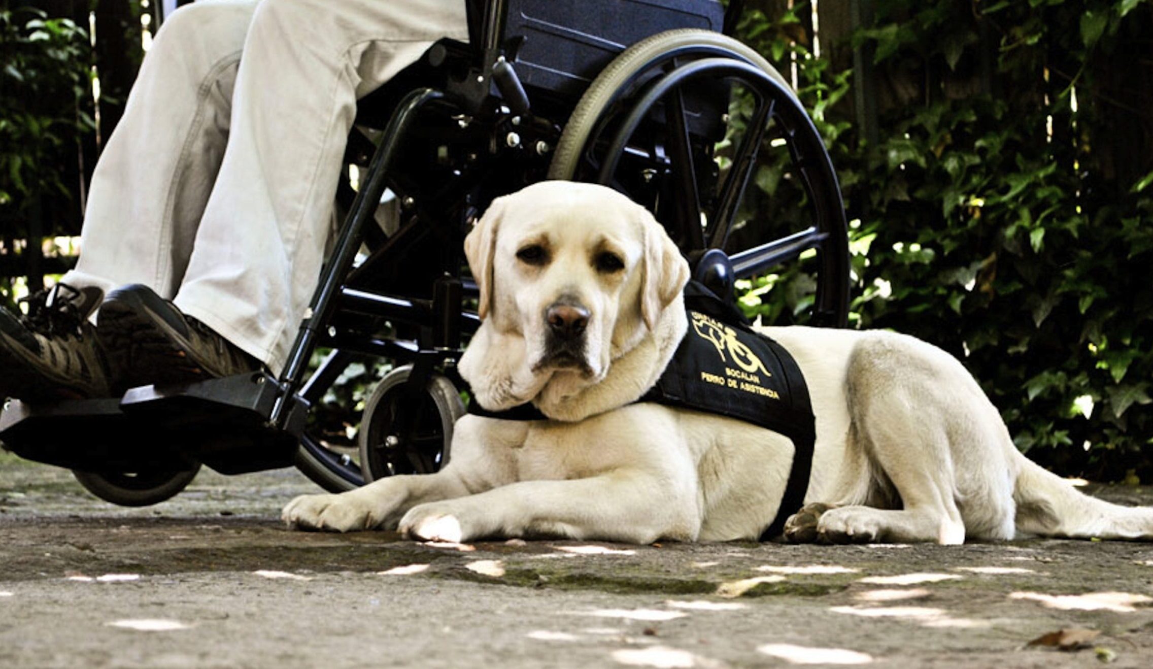 Bocalán Confiar: La fundación pionera en el entrenamiento de perros de servicio en Chile