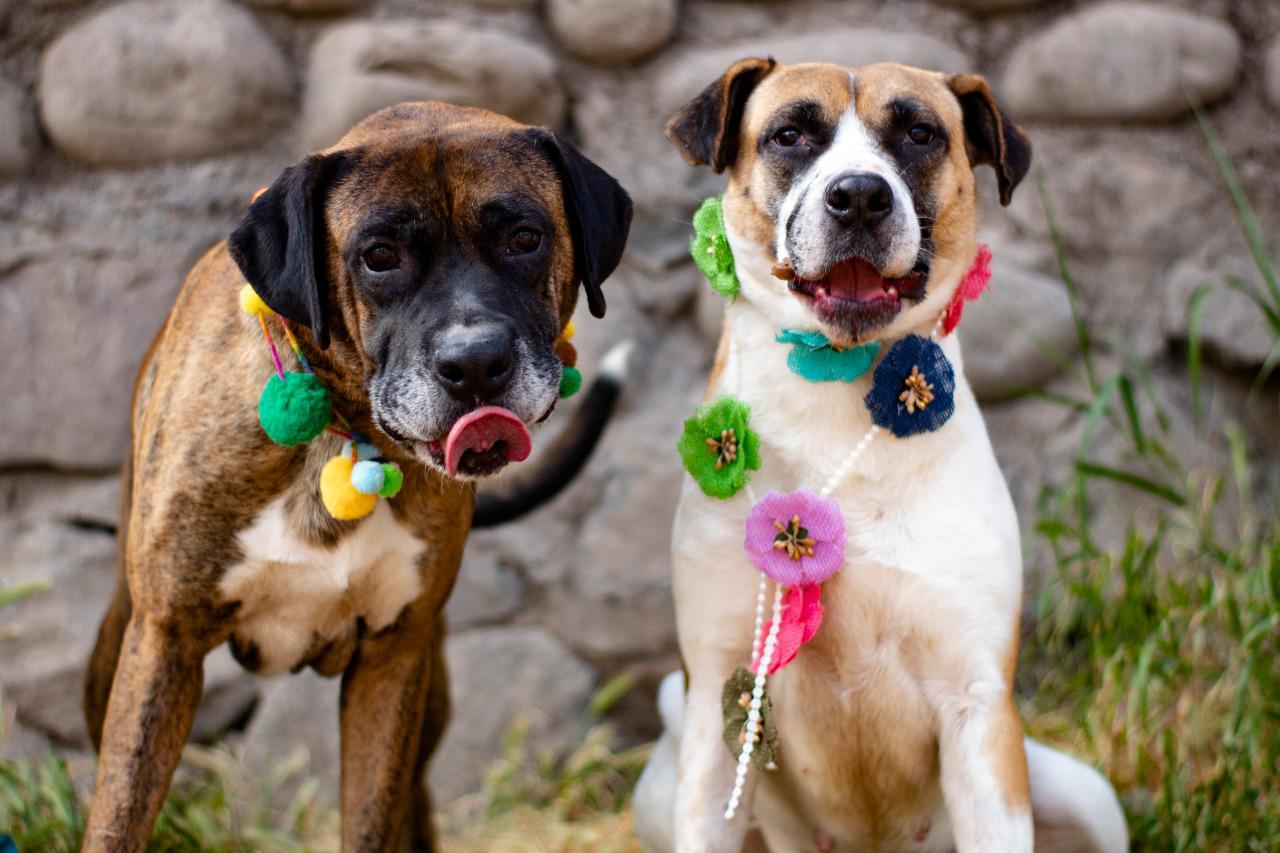 Fundación Ayuda Callejeros invitó a sumarse a su campaña solidaria por un patio de juegos para perros sin hogar