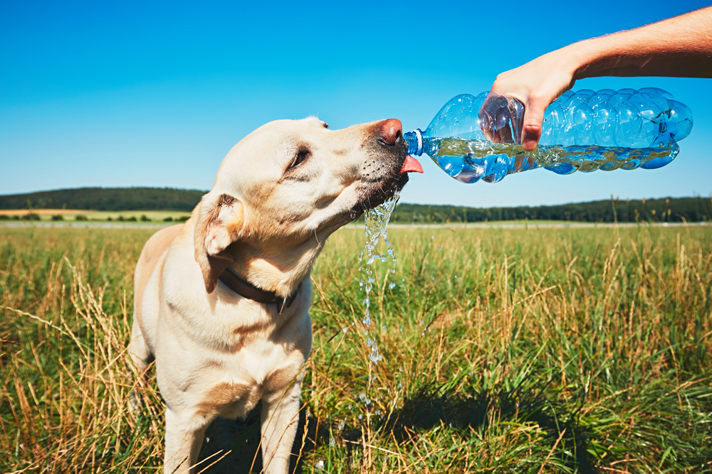 ¿Cómo cuidar a nuestras mascotas en días de calor? La veterinaria Carmen Luz Barrios lo explicó en La Hora del Taco